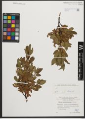 Foto von Salix waldsteiniana Willd.
